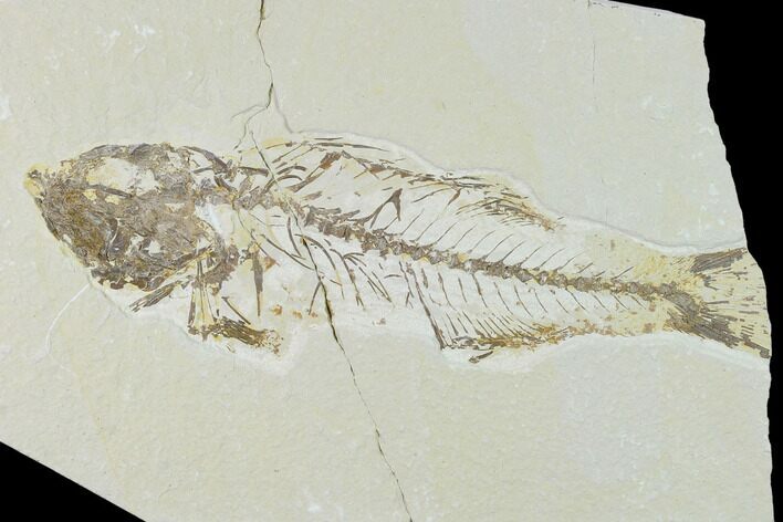 Bargain, Fossil Fish (Mioplosus) - Uncommon Species #138587